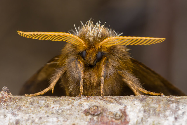 Bag-shelter Moth - Ochrogaster lunifer