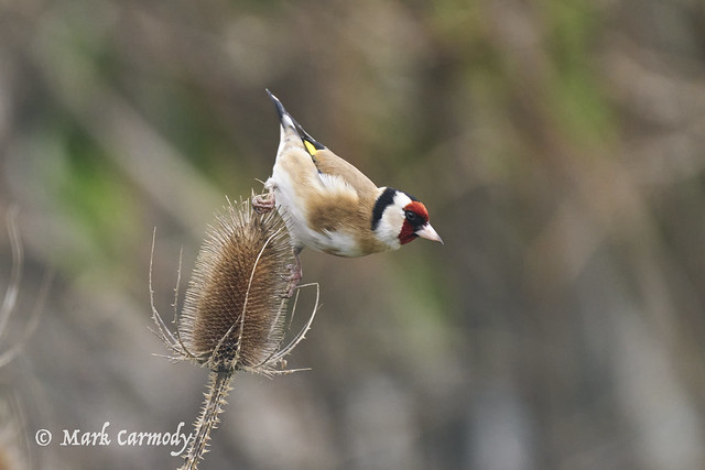 European Goldfinch/Lasair Choille (Carduelis carduelis)