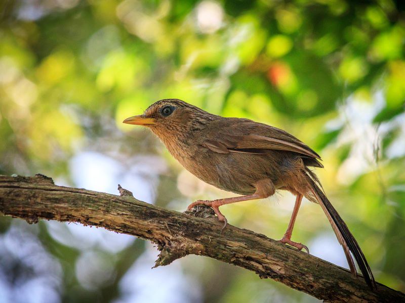national bird of Costa Rica - Clay-Colored Thrush (4)