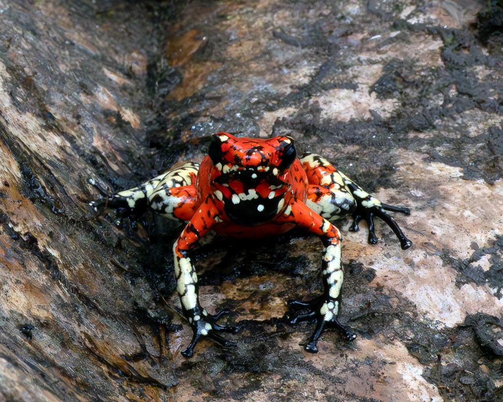 Oophaga sylvatica, Little devil poison frog  'Cream-colored leg' variant in habitat, Nariño, Colombia. October 2023.