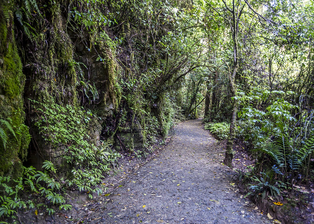 Ruakuri Trail