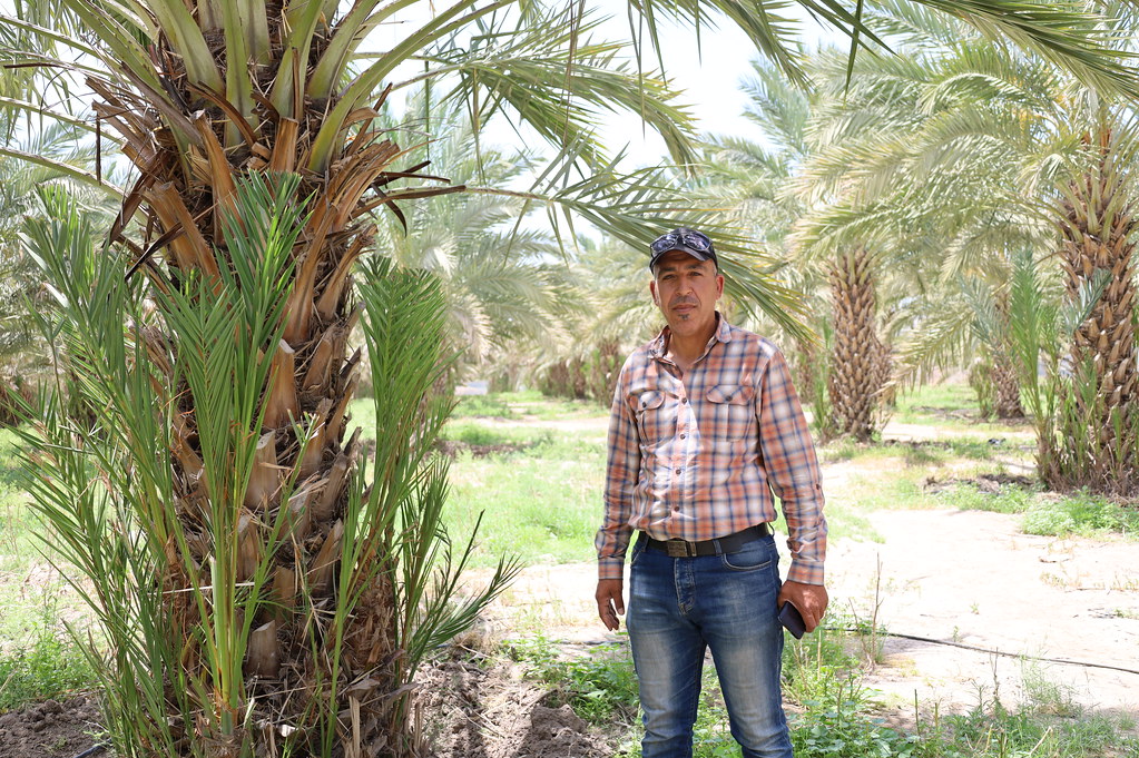 A date farmer stands among his palm trees