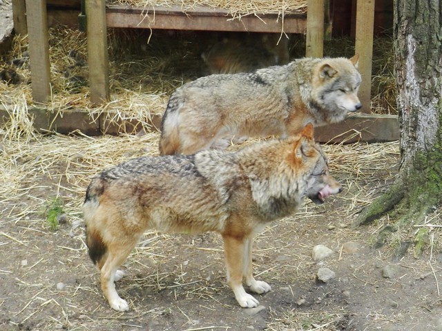Grey Wolves, Highland Wildlife Park, Kincraig, Feb 2024