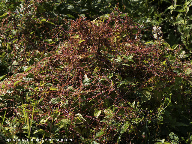 Groot warkruid (Cuscuta europaea)-817_4724