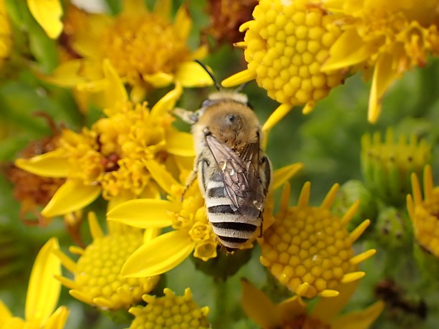 Colletes fodiens female