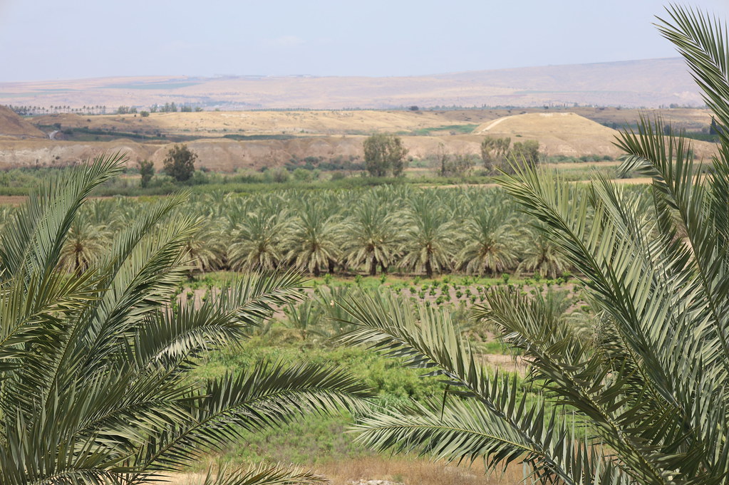 A wide shot of date palms on a plantation in Jordan