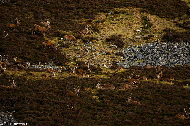 Plenty Stags on the Hill Side today 06/02/2024