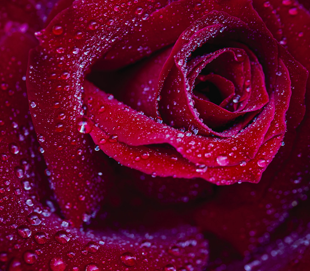 ... la rosa e la pioggia ...