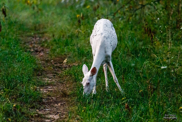 White-Tailed Deer (Albino) #5 - 2019-09-21