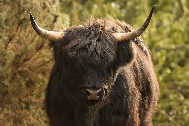 Highland Cow [Explored 🌟]