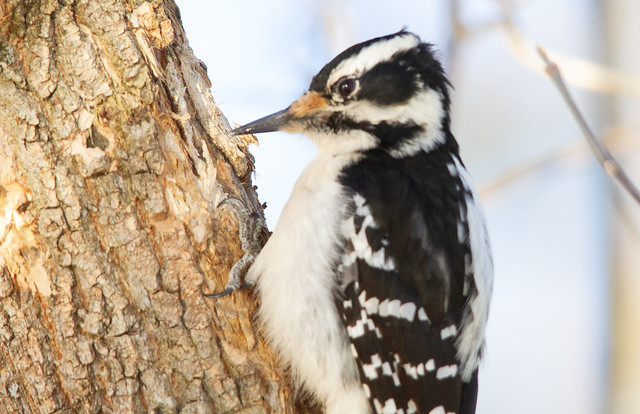 Ms. Hairy Woodpecker
