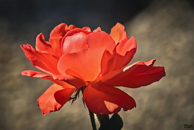 Canadian rose