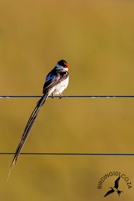 Pin-tailed Whydah, Drakensville, Kwa-Zulu Natal, Feb 2023