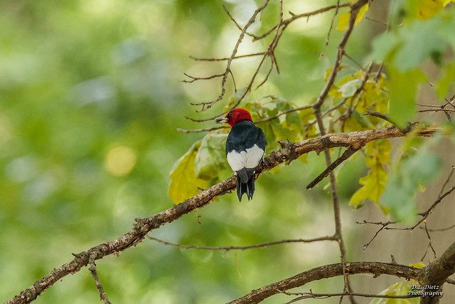 Red-Headed Woodpecker #1 - 2020-07-18