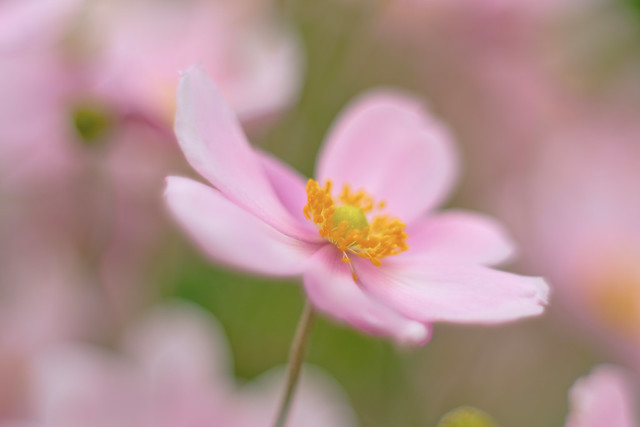 pink Japanese anemones