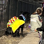 taco dog behind the bus stop after the Soulard Pet Parade 2024 