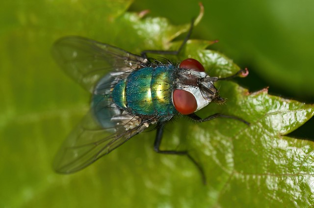 Greenbottle - focus stacked from 2 frames