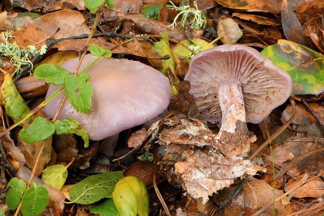 Blewit (Clitocybe nuda) mushrooms in oak mulch