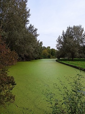Fig. 3. 17/09/2023 Fioritura algale nelle acque del Parco urbano di Ferrara