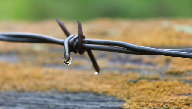 Raindrops on Barb Wire