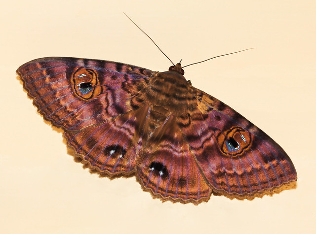 Australian granny’s cloak moth