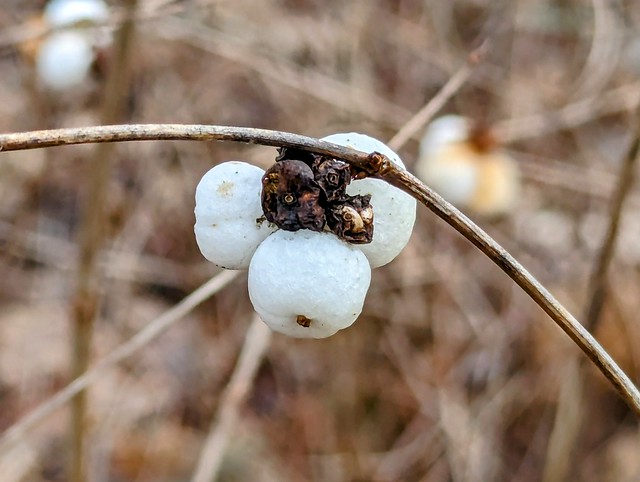 Snowberry / Schneebeere