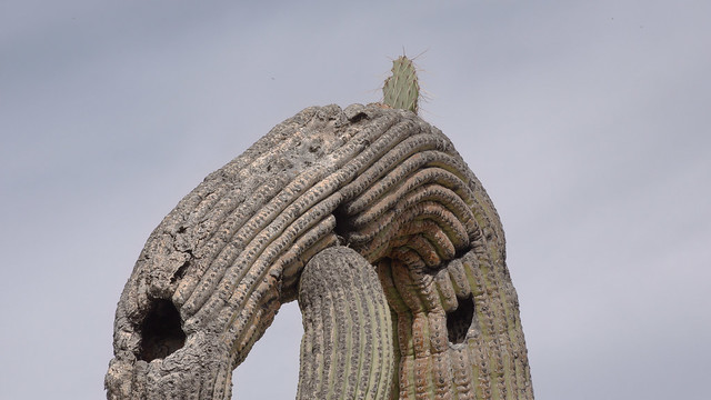Detail of Frankencactus on the South Loop Trail at Tohono Chul, February 2024