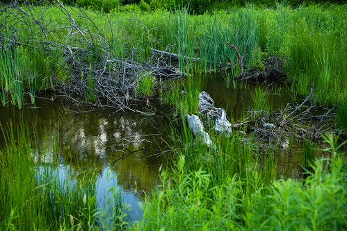 Restored vernal pool wetlands in Tioga County, New York A restored vernal pool wetland supports amphibians and other wildlife at Michigan Hill State Forest in Tioga County, N.Y., on June 12, 2021. Such vernal pools improve water quality and provide habitat for 32 amphibian species in New York, a state that has lost roughly half of its historical wetlands to development and agriculture. The Upper Susquehanna Coalition (USC), in partnership the New York State Department of Environmental Conservation,  developed designs for the wetlands that would maximize site diversity and habitat value. According to a USC press release, &amp;quot;The building process involved digging holes of varying sizes in gently sloped areas with poorly drained soil. The holes then filled with rainwater and groundwater, and natural materials such as topsoil, leaf litter, rocks, and sticks were added to encourage native plant growth and provide cover to attract wildlife.&amp;quot; (Photo by Will Parson/Chesapeake Bay Program)

USAGE REQUEST INFORMATION
The Chesapeake Bay Program&#039;s photographic archive is available for media and non-commercial use at no charge. To request permission, send an email briefly describing the proposed use to requests@chesapeakebay.net. Please do not attach jpegs. Instead, reference the corresponding Flickr URL of the image.

A photo credit mentioning the Chesapeake Bay Program is mandatory. The photograph may not be manipulated in any way or used in any way that suggests approval or endorsement of the Chesapeake Bay Program. Requestors should also respect the publicity rights of individuals photographed, and seek their consent if necessary.