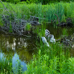 Restored vernal pool wetlands in Tioga County, New York A restored vernal pool wetland supports amphibians and other wildlife at Michigan Hill State Forest in Tioga County, N.Y., on June 12, 2021. Such vernal pools improve water quality and provide habitat for 32 amphibian species in New York, a state that has lost roughly half of its historical wetlands to development and agriculture. The Upper Susquehanna Coalition (USC), in partnership the New York State Department of Environmental Conservation,  developed designs for the wetlands that would maximize site diversity and habitat value. According to a USC press release, &amp;quot;The building process involved digging holes of varying sizes in gently sloped areas with poorly drained soil. The holes then filled with rainwater and groundwater, and natural materials such as topsoil, leaf litter, rocks, and sticks were added to encourage native plant growth and provide cover to attract wildlife.&amp;quot; (Photo by Will Parson/Chesapeake Bay Program)

USAGE REQUEST INFORMATION
The Chesapeake Bay Program&#039;s photographic archive is available for media and non-commercial use at no charge. To request permission, send an email briefly describing the proposed use to requests@chesapeakebay.net. Please do not attach jpegs. Instead, reference the corresponding Flickr URL of the image.

A photo credit mentioning the Chesapeake Bay Program is mandatory. The photograph may not be manipulated in any way or used in any way that suggests approval or endorsement of the Chesapeake Bay Program. Requestors should also respect the publicity rights of individuals photographed, and seek their consent if necessary.