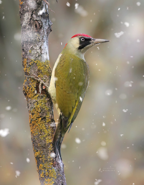 ★彡 European green woodpecker | Picus viridis 彡★