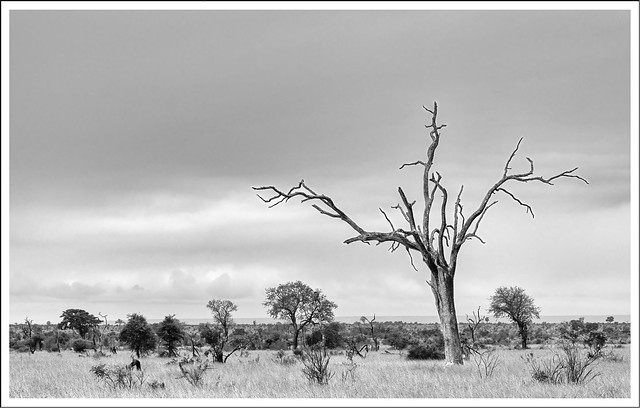 L1010248SW_Leica SL2-S_Leica Vario-Elmar-SL 5-6,3 100-400_112023_Südafrika_Kruger Nationalpark_Savanne