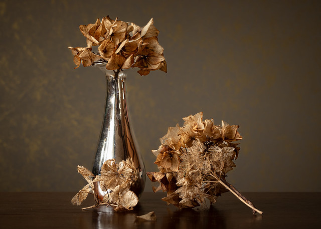 Dry hortensias in a vase