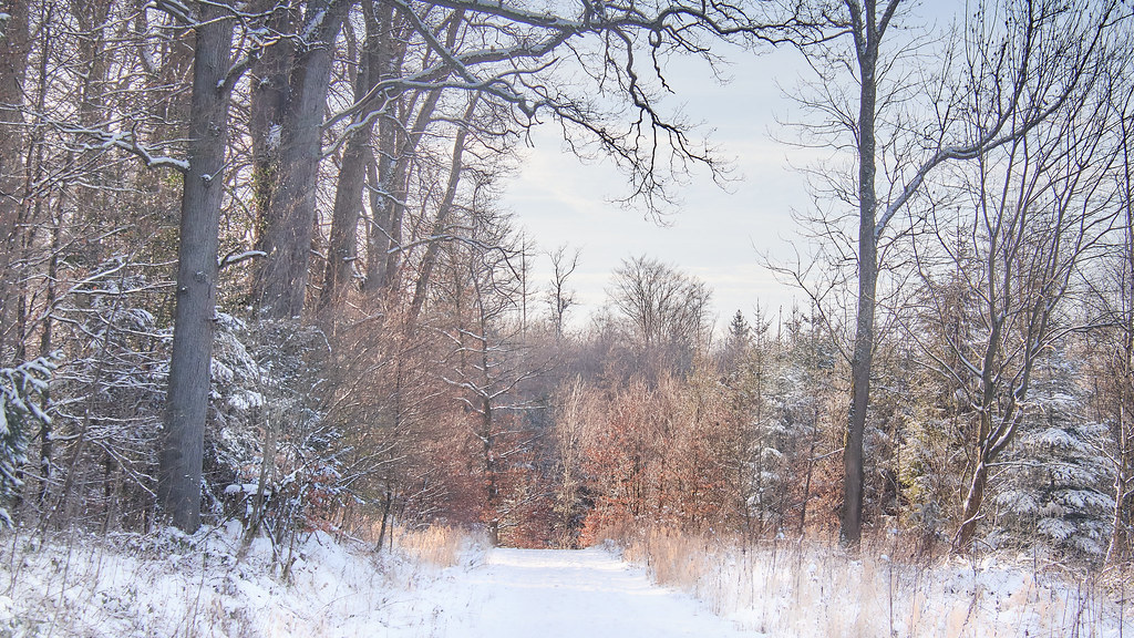 Walk in the winter forest