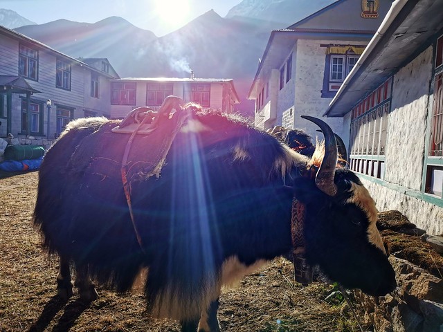 Yaks of the Himalayas - Khumbu region, Nepal