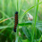 Goetchius Wetland Preserve in Tompkins County, New York A Baltimore checkerspot caterpillar is seen at Mabel P. &amp;amp; Paul T. Goetchius Wetland Preserve in Caroline, N.Y., on June 12, 2021. Having once been considered for development as a residential subdivision, the 80-acre preserve is now permanently protected, and is owned and managed by the Finger Lakes Land Trust. The Upper Susquehanna Coalition partnered on the effort to acquire some of the land, which is within the headwaters of the West Branch Owego Creek and open to the public for activities like hiking and cross-country skiing. (Photo by Will Parson/Chesapeake Bay Program)

USAGE REQUEST INFORMATION
The Chesapeake Bay Program&#039;s photographic archive is available for media and non-commercial use at no charge. To request permission, send an email briefly describing the proposed use to requests@chesapeakebay.net. Please do not attach jpegs. Instead, reference the corresponding Flickr URL of the image.

A photo credit mentioning the Chesapeake Bay Program is mandatory. The photograph may not be manipulated in any way or used in any way that suggests approval or endorsement of the Chesapeake Bay Program. Requestors should also respect the publicity rights of individuals photographed, and seek their consent if necessary.
