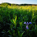 Goetchius Wetland Preserve in Tompkins County, New York A northern blue flag iris blooms at Mabel P. &amp;amp; Paul T. Goetchius Wetland Preserve in Caroline, N.Y., on June 12, 2021. Having once been considered for development as a residential subdivision, the 80-acre preserve is now permanently protected, and is owned and managed by the Finger Lakes Land Trust. The Upper Susquehanna Coalition partnered on the effort to acquire some of the land, which is within the headwaters of the West Branch Owego Creek and open to the public for activities like hiking and cross-country skiing. (Photo by Will Parson/Chesapeake Bay Program)

USAGE REQUEST INFORMATION
The Chesapeake Bay Program&#039;s photographic archive is available for media and non-commercial use at no charge. To request permission, send an email briefly describing the proposed use to requests@chesapeakebay.net. Please do not attach jpegs. Instead, reference the corresponding Flickr URL of the image.

A photo credit mentioning the Chesapeake Bay Program is mandatory. The photograph may not be manipulated in any way or used in any way that suggests approval or endorsement of the Chesapeake Bay Program. Requestors should also respect the publicity rights of individuals photographed, and seek their consent if necessary.