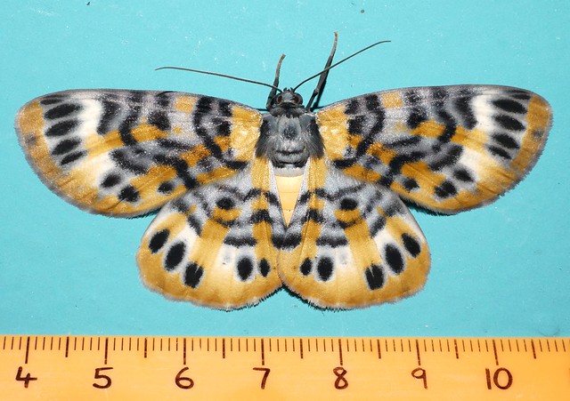 Bling moth Bracca sp aff rotundata Ennominae Boarmiini Geometridae Mandalay rainforest Airlie Beach P1200406