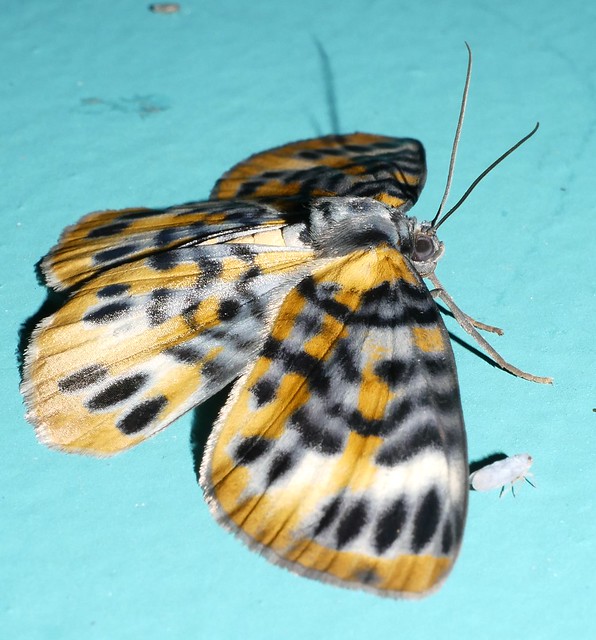 Bling moth Bracca sp aff rotundata Ennominae Boarmiini Geometridae Mandalay rainforest Airlie Beach P1200407
