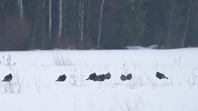 Black Grouse Flock