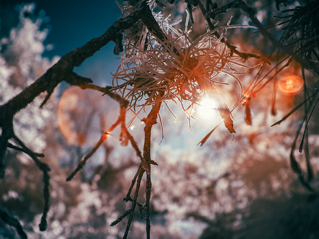 details of spanish moss ii | infrared