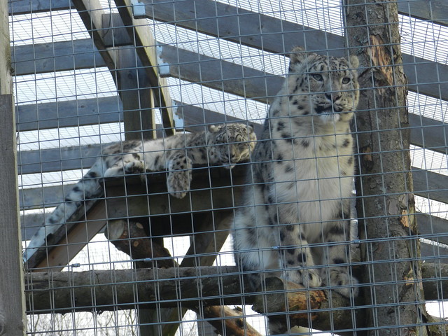Snow Leopards, Highland Wildlife Park, Kincraig, Feb 2024