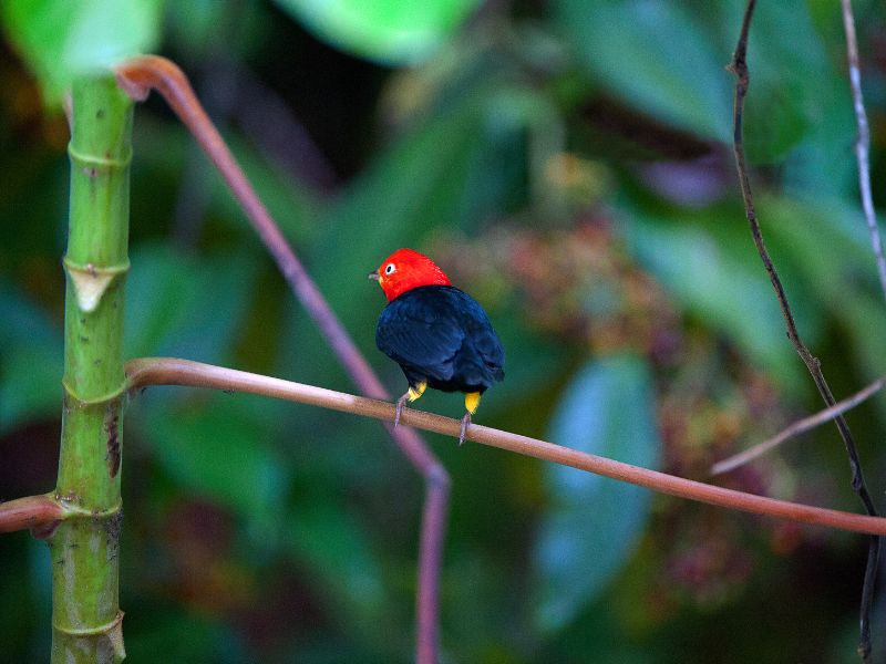 best bird watching tours in Costa Rica - Manakin - Uvita