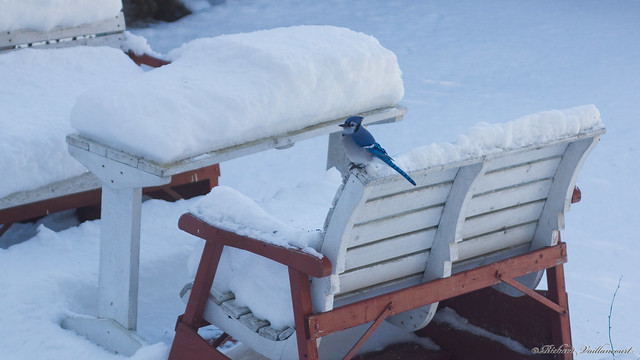 Balançoire et geai bleu - Hiver - Beauce - Canada - 04274