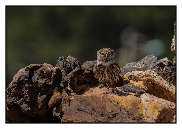 Little Owl  - (Athene noctua)  2 clicks for  large