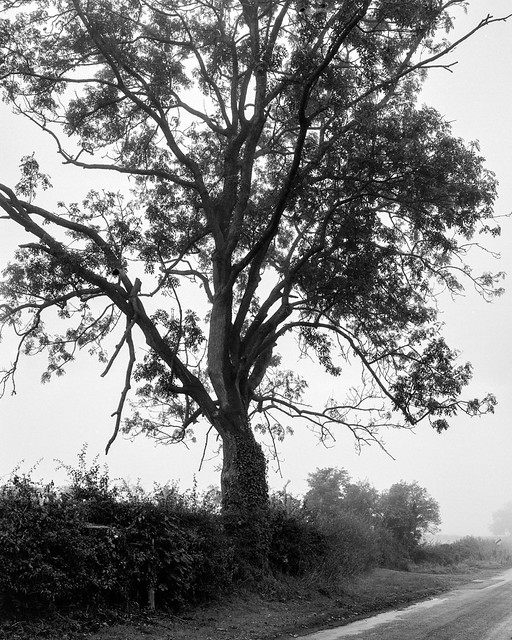 Stacked Tree in the mist