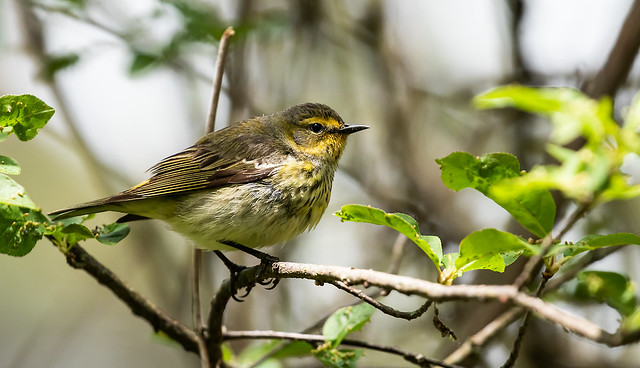 0P7A5432     female Cape May Warbler, Canada