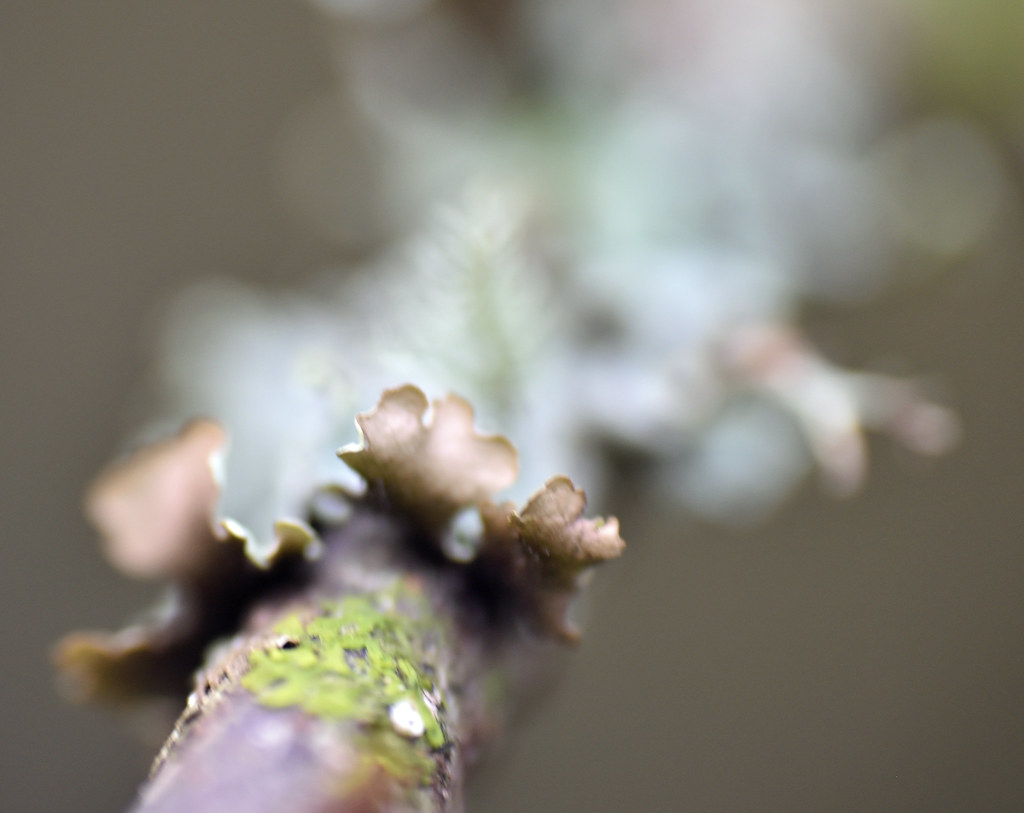another lichen branch/twig