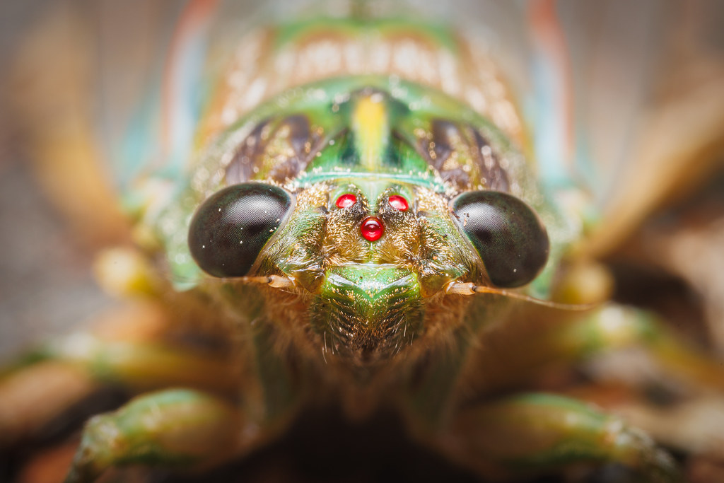Chorus Cicada | Amphipsalta zelandica
