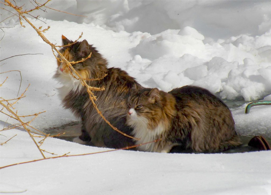 Cool Cats in Snow