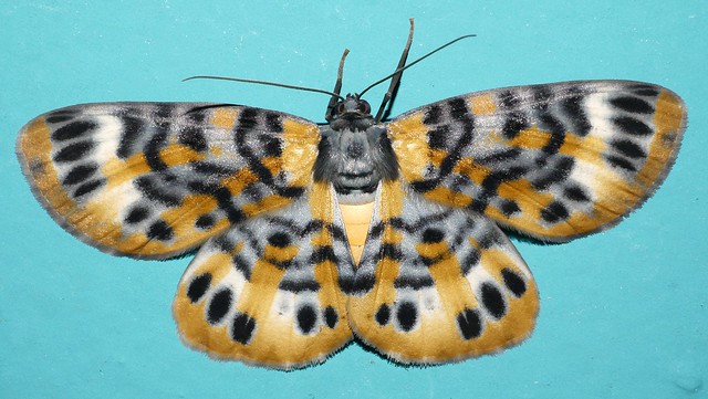 Bling moth Bracca sp aff rotundata Ennominae Boarmiini Geometridae Mandalay rainforest Airlie Beach P1200404